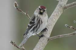 Red poll Photo: Anthony Brainerd