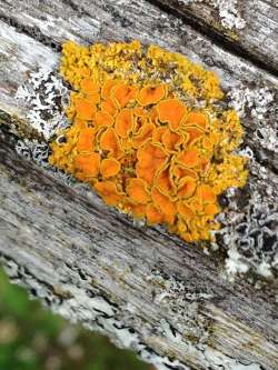 Sunburst Lichen Photo: Ron Becker