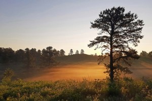 Albany Pine Bush: Gift of the Glaciers thumbnail