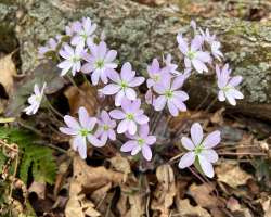 Hepatica Photo: Sheri Larsen