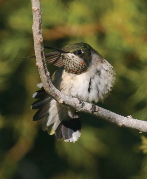 Will the Ruby-throated Hummingbird Move North? thumbnail