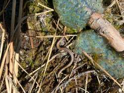 Baby garter snake Photo: Katherine Fiveash