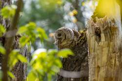 Barred owl Photo: Benjamin Wymer