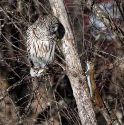 Barred owl Photo: Tim Larsen