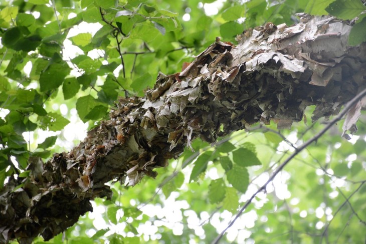 Leaf clusters