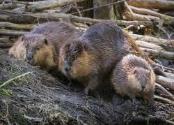 Beaver family Photo: Danielle Durocher