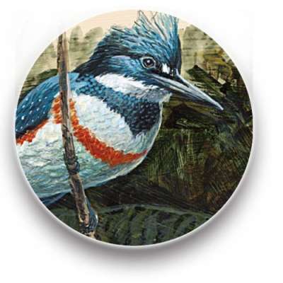 Belted kingfisher