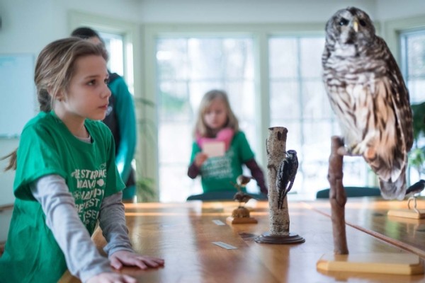 Taxidermy as a Tool for Conservation