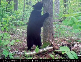 Black bear thumbnail