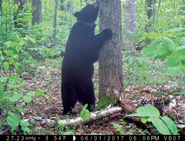 Black Bear Monitoring in New Hampshire