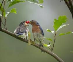 Bluebirds Photo: Larry Litke