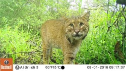 Lessons From Professor Bobcat Photo: Eric Aldrich