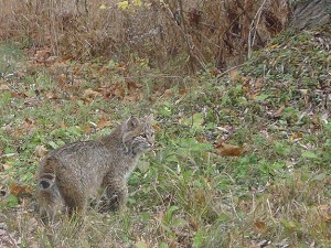 The Resilient Bobcat thumbnail