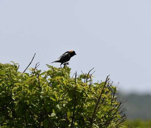 Bobolink