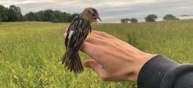 1_bobolink_nanotag_web2.jpg thumbnail
