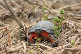 Box Turtle thumbnail