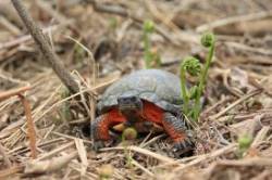 Box Turtle Photo: Michael Gudreau
