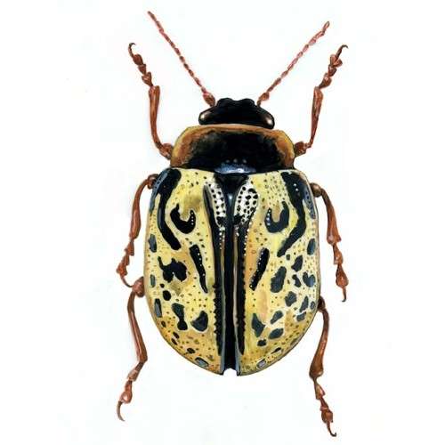 Jewels of the Beetle World