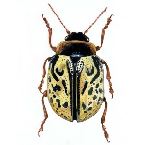 Jewels of the Beetle World thumbnail