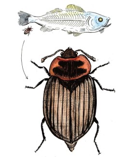 Carrion beetle thumbnail