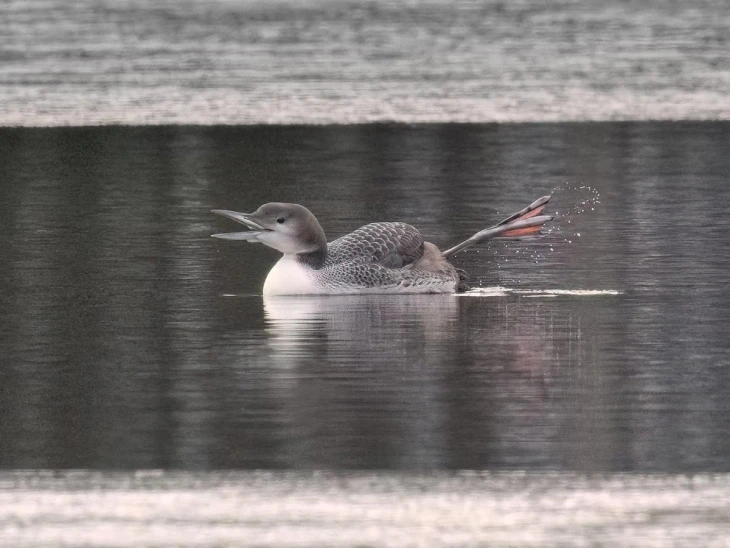 Chase pond loons