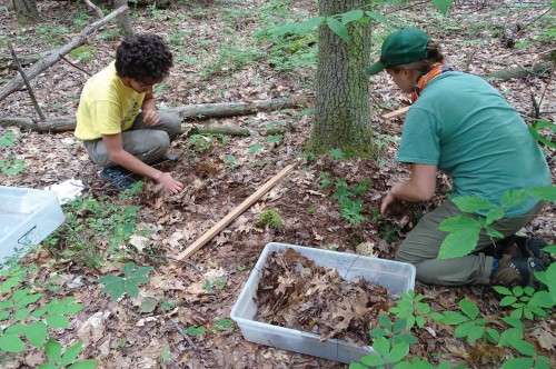 Climate forests