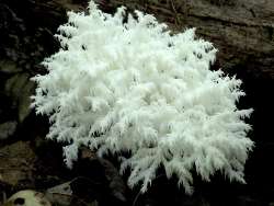 Comb tooth mushroom Photo: Frank Kaczmarek