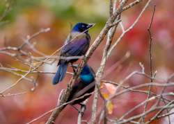 Grackle Photo: Denise LaPerriere