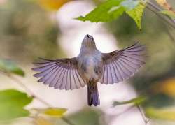 Kinglet Photo: Danielle Durocher