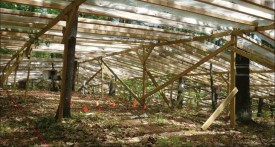 Drought forest thumbnail