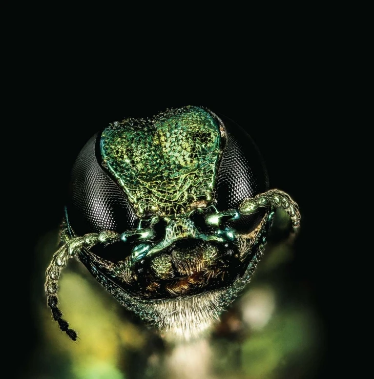 1_eab_closeup.jpg