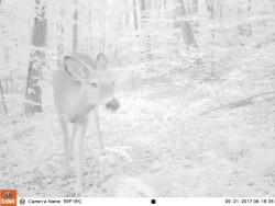 Whitetail Behavior and Physiology Photo: Northern Woodlands