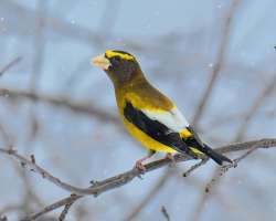 Evening grosbeak Photo: Cheryl Metcalf