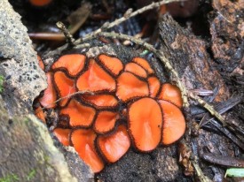 Eyelash Cup Fungus thumbnail