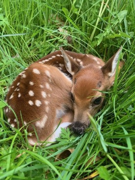 Field Fawn thumbnail