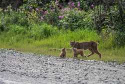 Canada lynx Photo: Karen L. Bruder