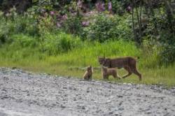 Canada lynx Photo: Karen L. Bruder