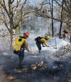 Preserving the Cape Cod Pine Barrens with Fire thumbnail