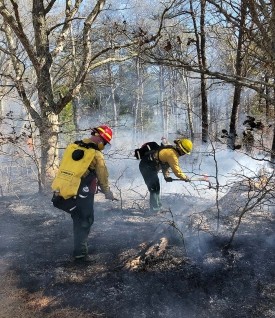 Preserving the Cape Cod Pine Barrens with Fire thumbnail