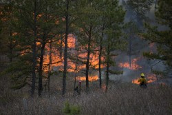 Prescribed Fire Photo: Joel R. Carlson