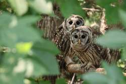 Fledgling owls Photo: Stephanie Rinehart-Joseph