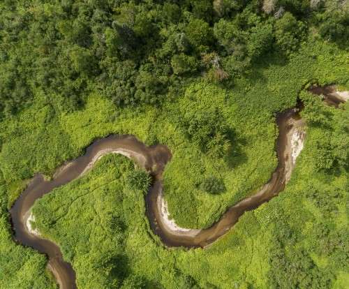 Floodplain forests