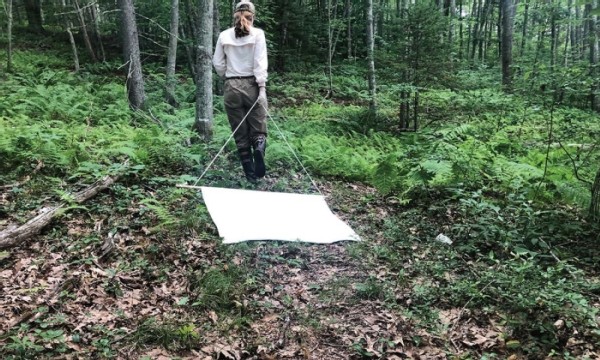 Forest Management Implications for Ticks