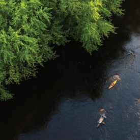Forest Trees thumbnail