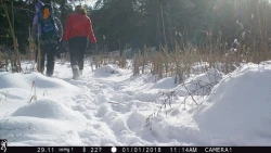 1_Fox_Cam.jpg