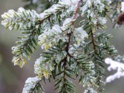 1_frozen_hemlock_w.jpg