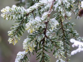 1_frozen_hemlock_w.jpg thumbnail