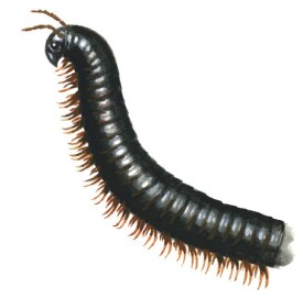 Giant millipede thumbnail