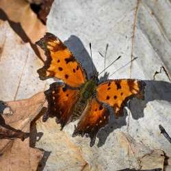 Gray comma Photo: Sandy Dannis