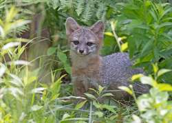 Fox Kit Photo: Jackie Robidoux